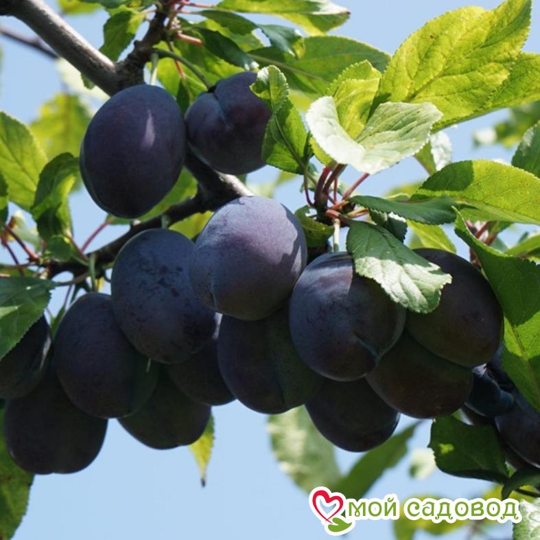 Абрикос Чёрный принц