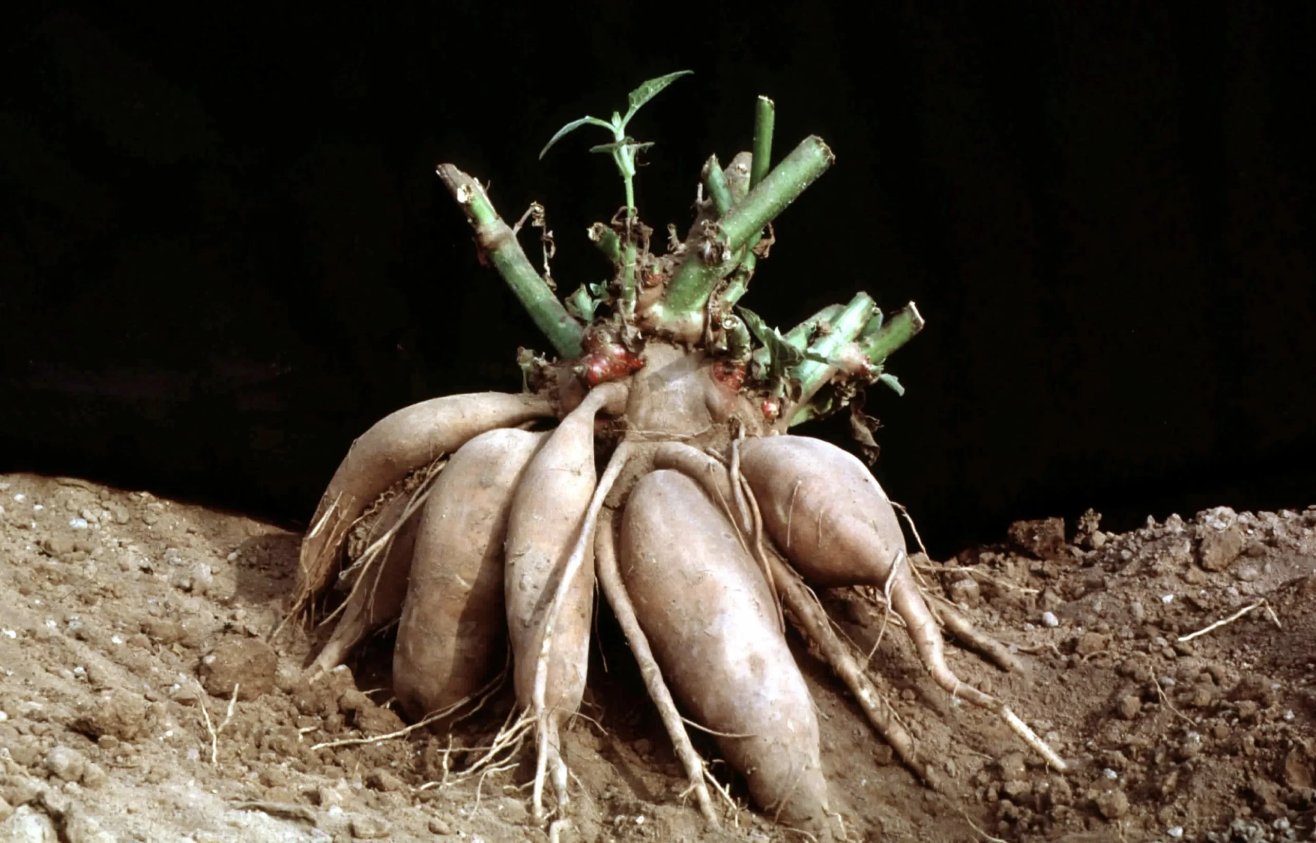 Георгин Кристал Корт